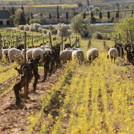 Torresin regeneratiivista viljelymenetelmää käyttävillä tiloilla viiniköynnösten lomassa laiduntaa lampaita.