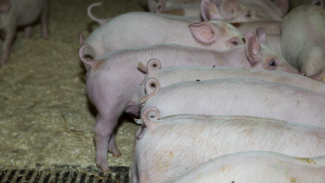 Lihan vienti Kiinaan on vähentynyt. Atrian kotimarkkinoilla joulumyynti jäi pienemmäksi kuin vuonna 2021.