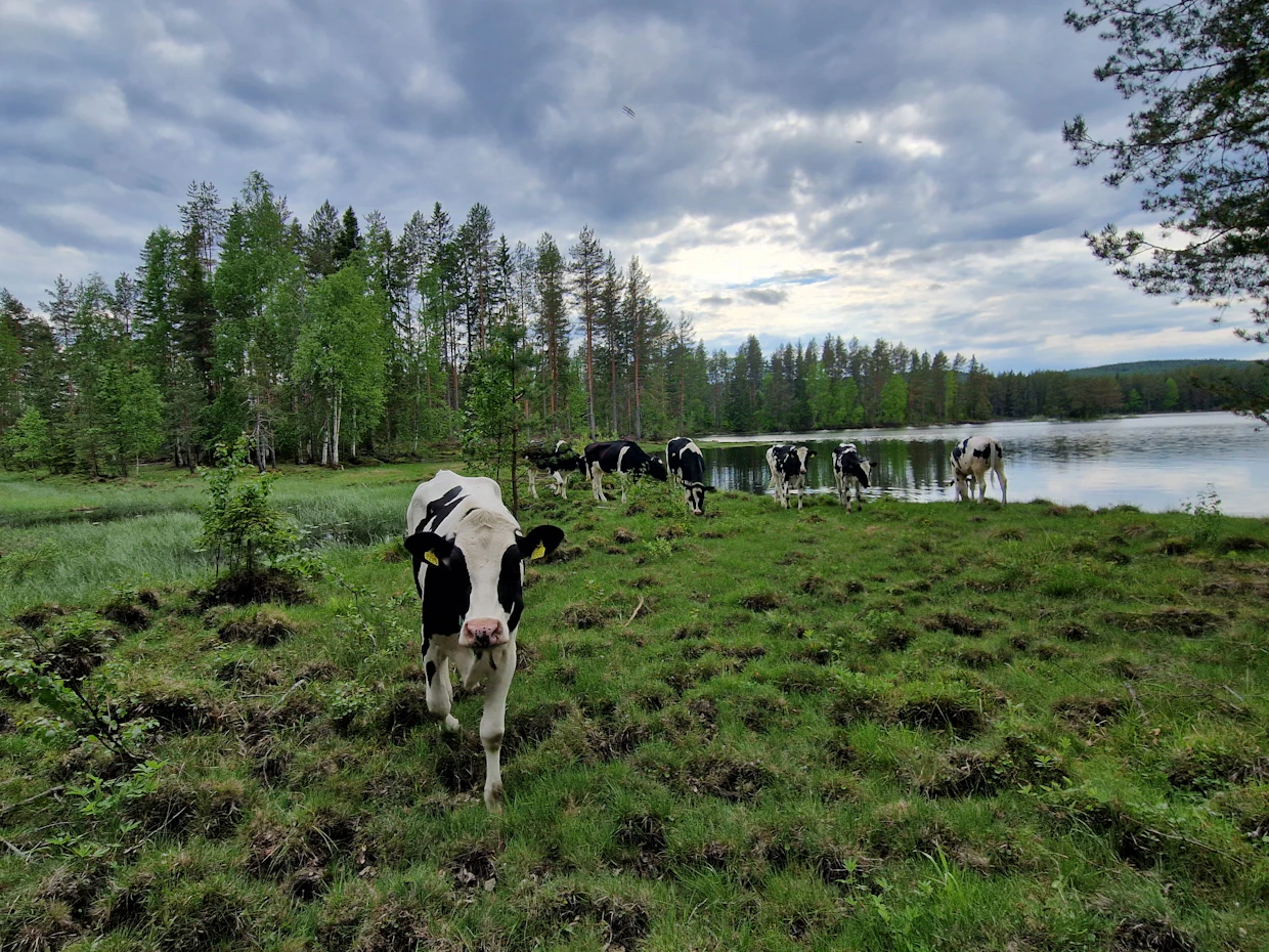 Kotiin ei juuri palata ennen syksyä. Joskus on peto eläimet säikäyttänyt ja sitten on uitu omin avuin kotirantaan.