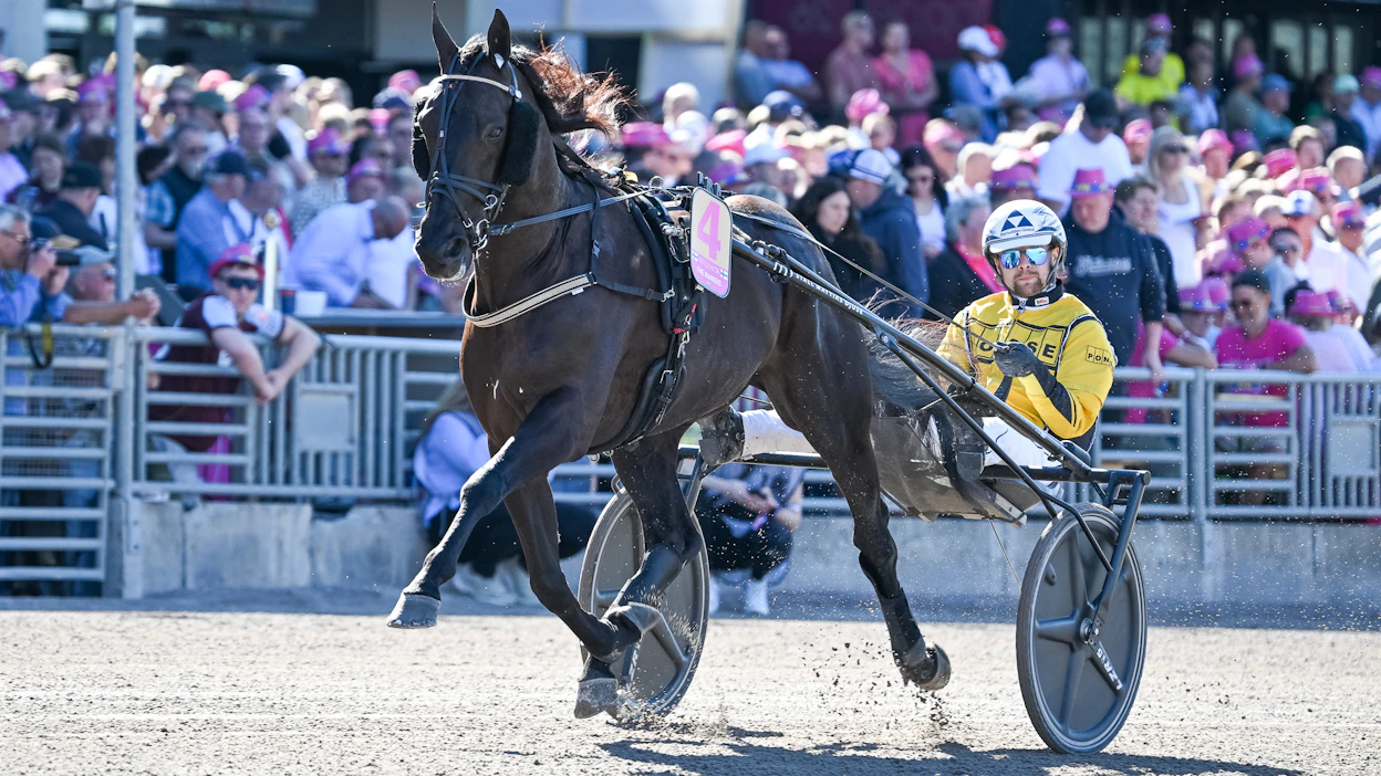 Magnus Djusen ohjastama Fine Manners ei selvittänyt tietään finaaliin tämän vuoden Elitloppetissa.