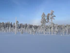 Metsähallitus on tehnyt hakkuuilmoituksen Kaupinlammen luonnonmetsään Suomussalmelle. Suojelematon vanha metsä rajautuu Riuskanselkosen suojelualueeseen ja suojeltuun avosuohon.