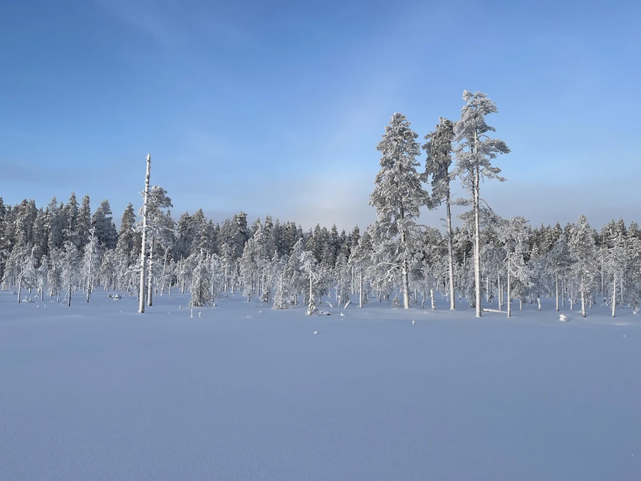 Metsähallitus on tehnyt hakkuuilmoituksen Kaupinlammen luonnonmetsään Suomussalmelle. Suojelematon vanha metsä rajautuu Riuskanselkosen suojelualueeseen ja suojeltuun avosuohon.
