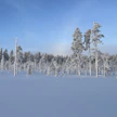 Metsähallitus on tehnyt hakkuuilmoituksen Kaupinlammen luonnonmetsään Suomussalmelle. Suojelematon vanha metsä rajautuu Riuskanselkosen suojelualueeseen ja suojeltuun avosuohon.