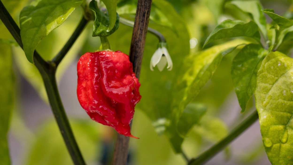 Hot Chip Challenge -tuote sisälsi mm. Carolina Reaper -chiliä, joka on tunnettu maailman tulisimpana.