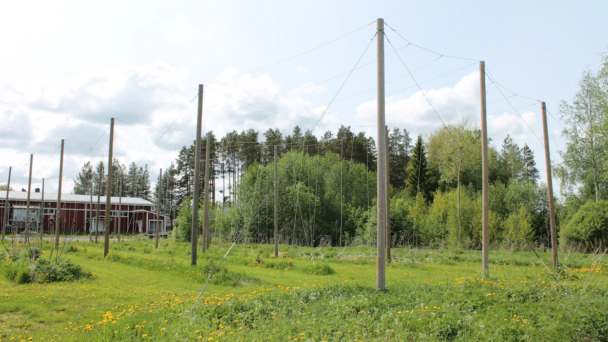 JAMIn Alajärven Kurejoella humalatarhan mittasuhteet yllättävät humalan kasvatuksesta tietämättömän. Kesäkuun alussa humalat olivat aloittaneet kurkottamaan pitkin tukinaruja.
