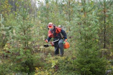 Metsänomistaja hoitamassa metsäänsä. Kuvituskuva.