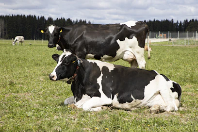 Suurin riski oli vastapoikineilla ja holsteinlehmillä.