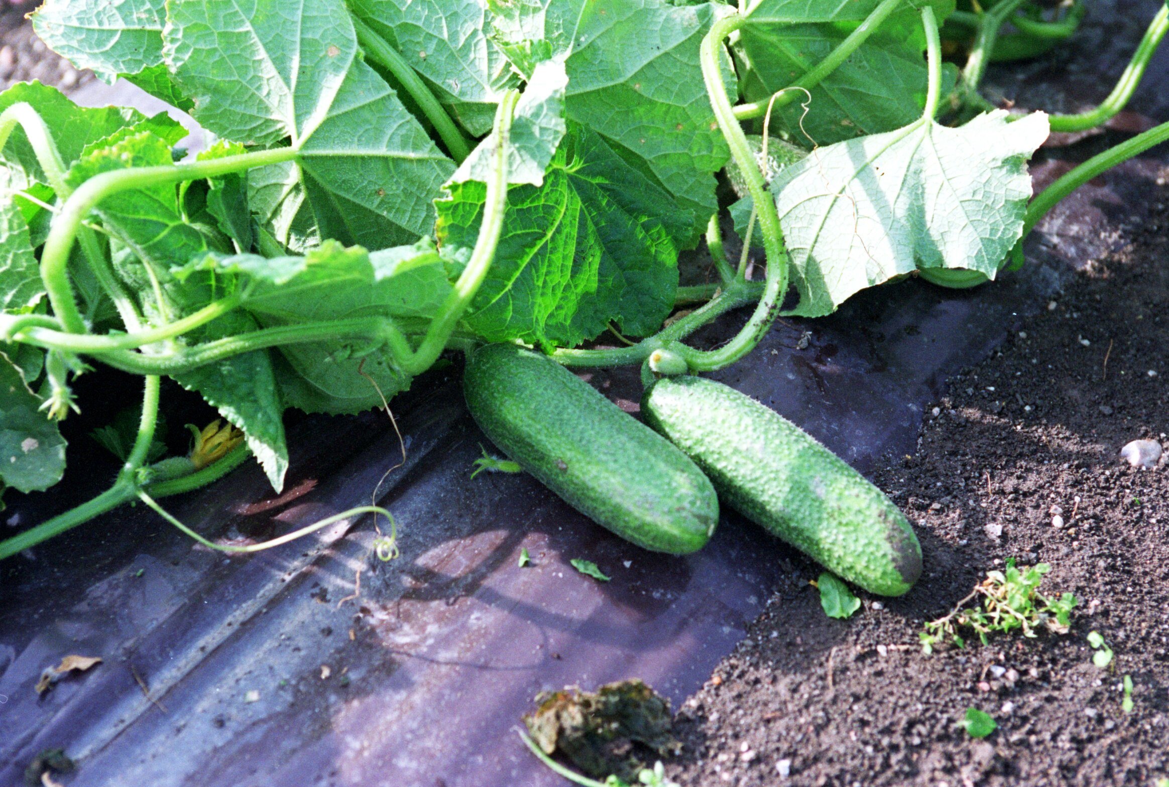 Avomaan puutarhatuotannossa käytetään eniten palkattua työvoimaa. 