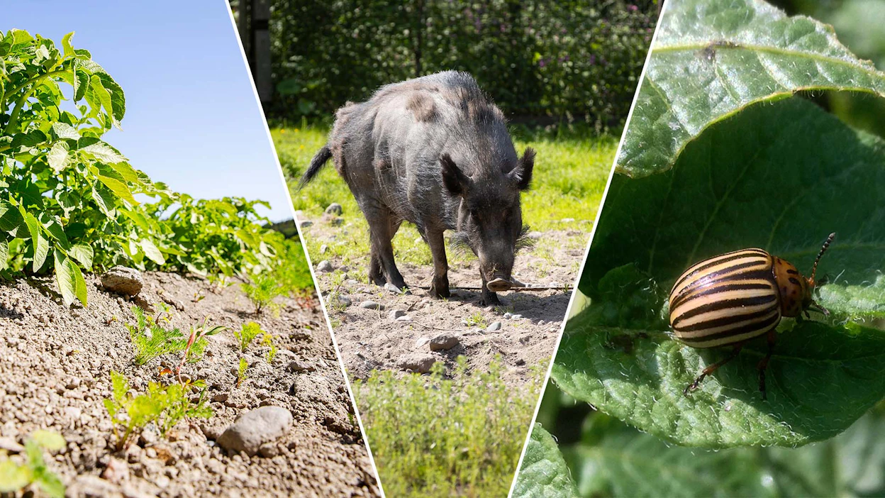 Ruoantuotannon biologiset uhat eivät ole ainakaan vähenemässä, siitä pitävät huolen ilmastonmuutos, avoimet rajat sekä tuotannon keskittyminen. Oikeanpuoleisessa kuvassa koloradonkuoriainen.