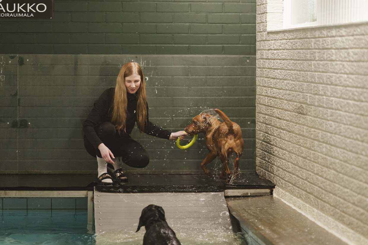 Sari Hautasaaren koirat Peso ja Pennikin pääsevät toisinaan nauttimaan perheen koirauimalasta.