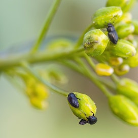 Rapsikuoriaisia kannattaa torjua, jos niitä havaitaan aikaisessa nuppuvaihessa 2-3 kuoriaista kasvia kohden. 