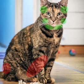 Vihreät alueet ovat kissoille keskimäärin mieluisimpia, punaisten koskemista kannattaa ainakin uusien kissojen kohdalla välttää.