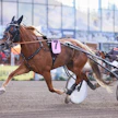 Liisan Tulilintu ja Harri Kotilainen valmistautumassa derbylauantaina Vermossa ajettuun kisaan, joka jäi huipputamman uran viimeiseksi. Harri Kotilaisen lisäksi Liisan Tulilintua valmensivat sen urheilu-uran aikana myös Etta Mäkilä, Juhamatti Hoffren, Annika Aalto ja Marjo Kivimaa.