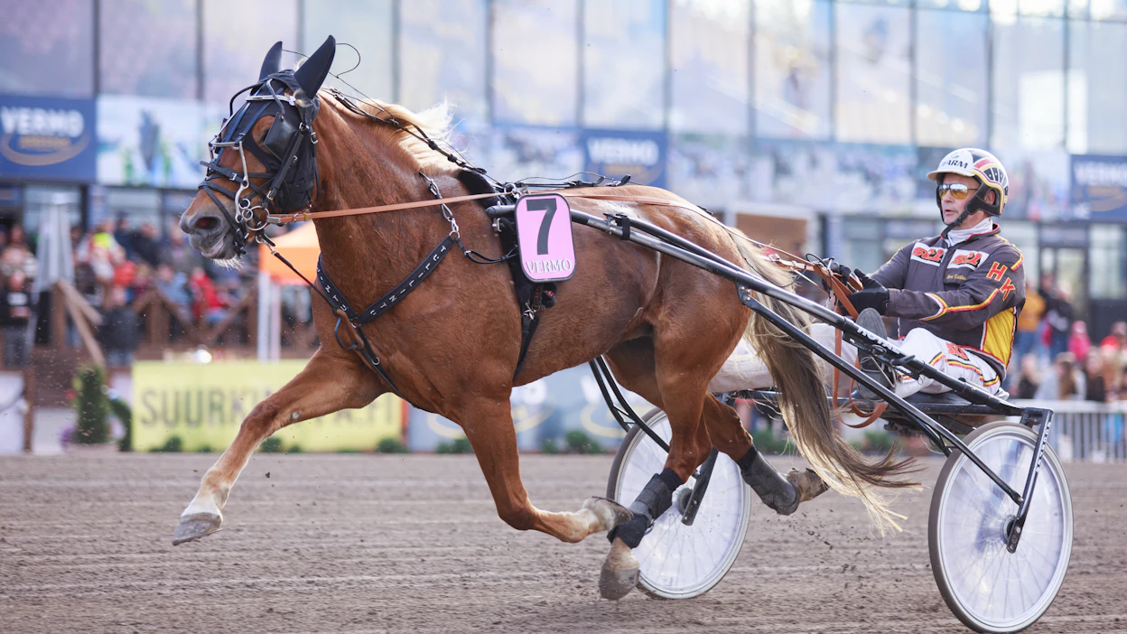 Liisan Tulilintu ja Harri Kotilainen valmistautumassa derbylauantaina Vermossa ajettuun kisaan, joka jäi huipputamman uran viimeiseksi. Harri Kotilaisen lisäksi Liisan Tulilintua valmensivat sen urheilu-uran aikana myös Etta Mäkilä, Juhamatti Hoffren, Annika Aalto ja Marjo Kivimaa.