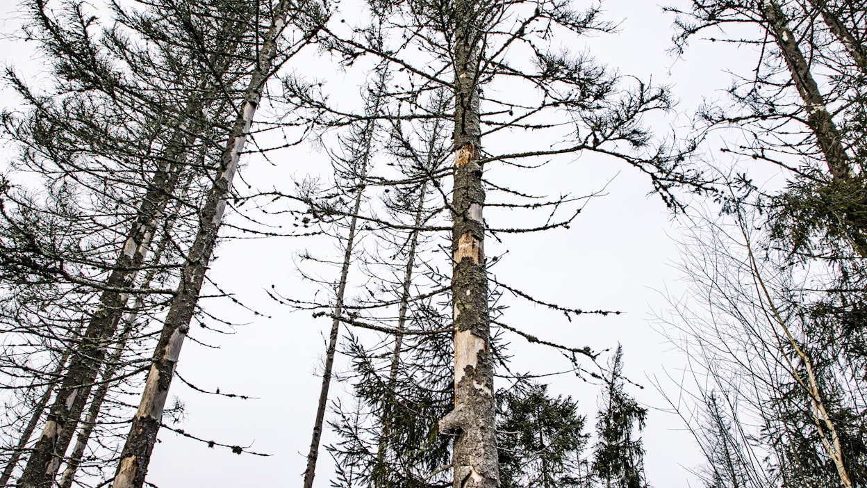 Kirjanpainajatuhojen takia suojelu jouduttiin purkamaan.