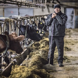 50 lehmää on parsinavetassa aika maksimimäärä kahden ihmisen hoidettavaksi, Markku Kohtala sanoo.