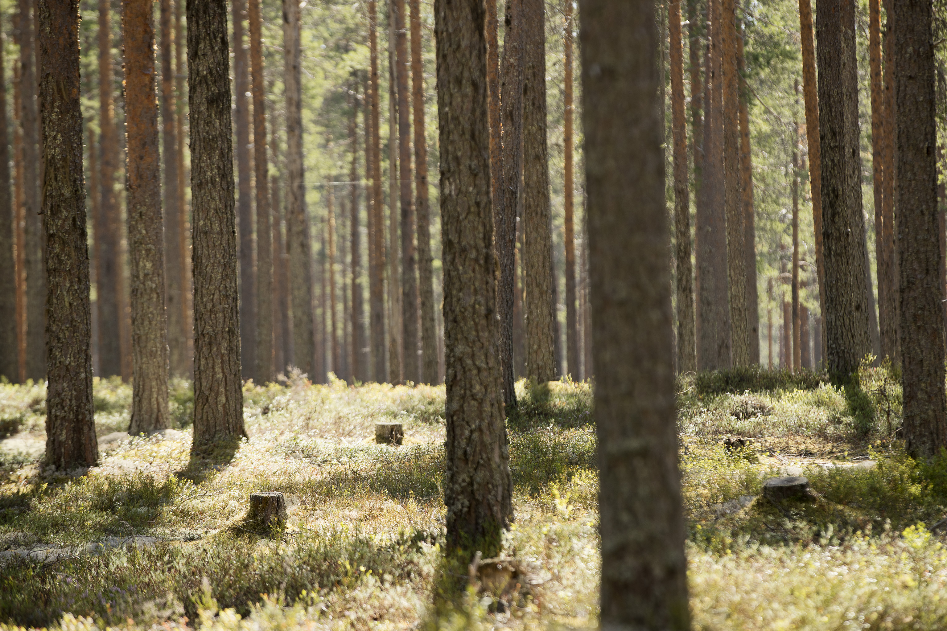 Lämpötilan muutos on yksi tärkeimpiä tekijöitä, jonka uskotaan selittävän erilaisia tuloksia Ruotsin ja Suomen metsien hiilinieluista.
