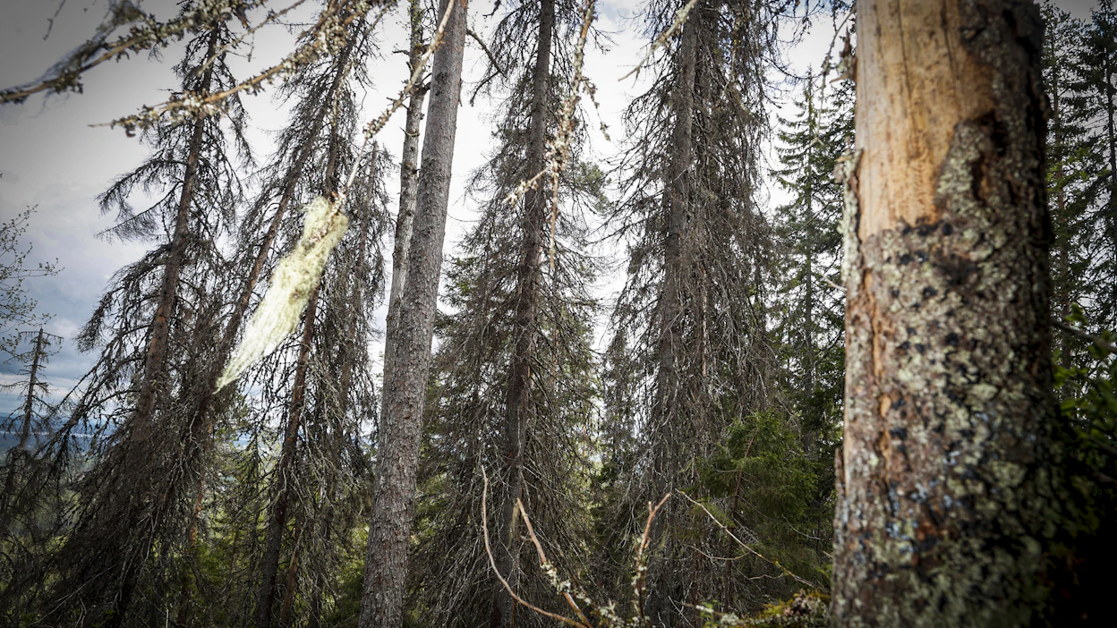 Laajat kirjanpainajatuhot ovat yksi syy siihen, ettei Ruotsi näytä pääsevän hiilinielutavoitteisiinsa. Kuvituskuva.
