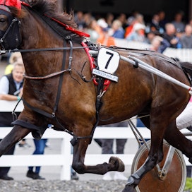 Larvan Justiina sijoittui ennätyksellään 28,2 neljänneksi viime syksyn Villinmiehen Tammakilpailussa Teemu Keskitalon ohjastamana.