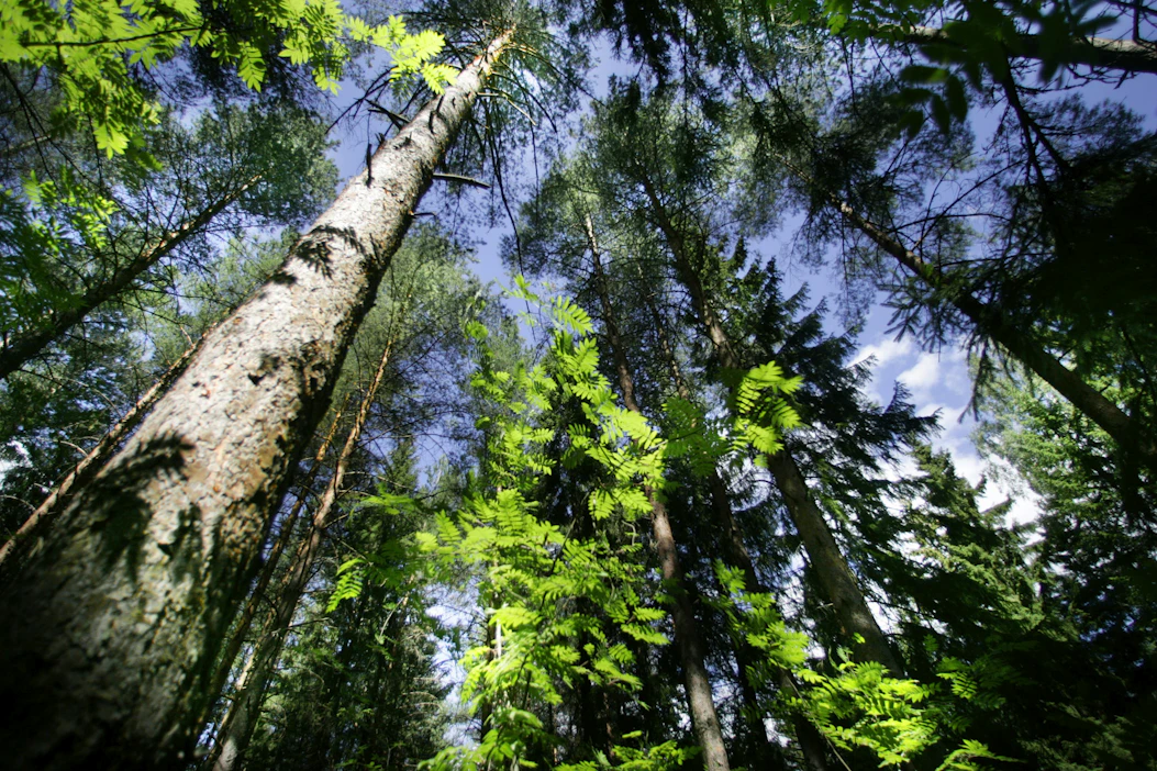Mistä metsänomistaja saa puukaupassa eniten rahaa? Minkä puun yleinen lahottaja on pakurikääpä?