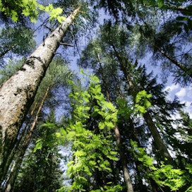 Mistä metsänomistaja saa puukaupassa eniten rahaa? Minkä puun yleinen lahottaja on pakurikääpä?