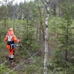 Ulkomaiset työntekijät ovat tuttu näky metsänhoitotöissä.