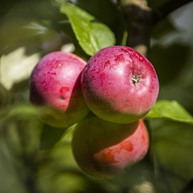 Omenat ovat kypsyneet tänä vuonna etuajassa. Sadon määrä on ProAgrian mukaan normaali ja laatu hyvä.