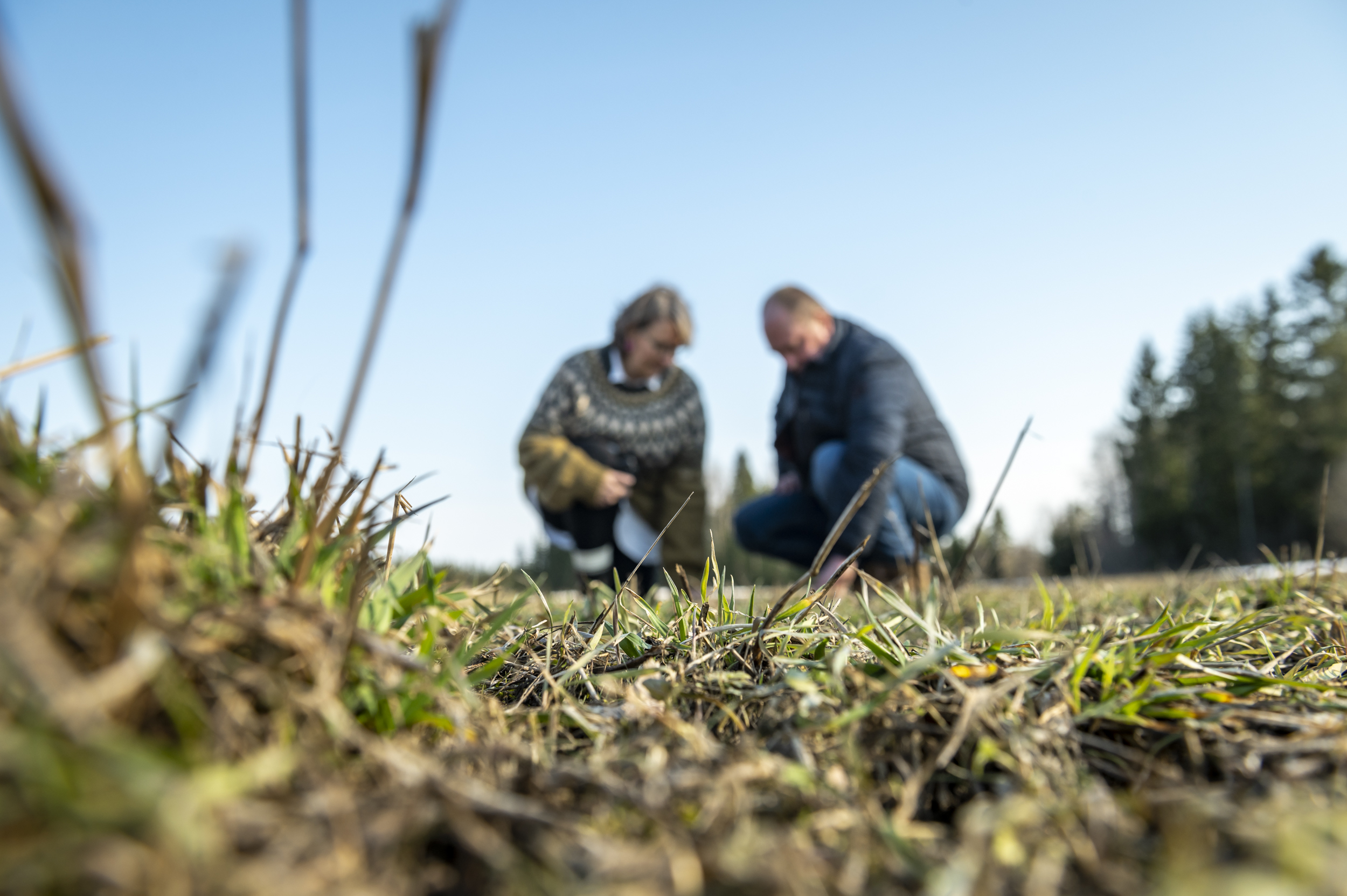 Maataloustuilla on voimakas ohjausvaikutus tuotantoon. Esimerkiksi erilaisten ympäristönurmien ja talviaikaisen kasvipeitteisyyden kasvu selittyy tukipolitiikalla.  Kuvituskuva.