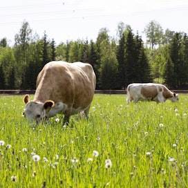 Luomukotieläintuotannon aloista eniten kiinnostavat emolehmä- ja lammastuotanto. 