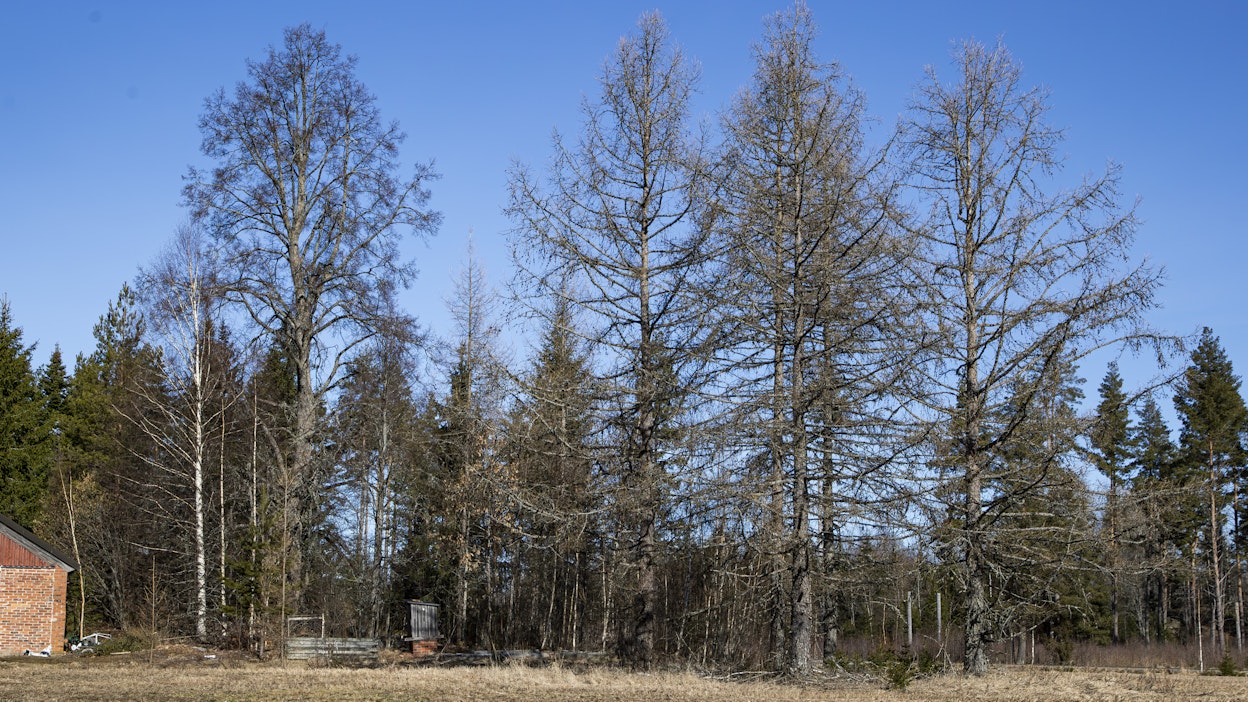 Maaliskuu on ollut tavanomaista lämpimämpi ja lumet sulaneet vauhdilla.