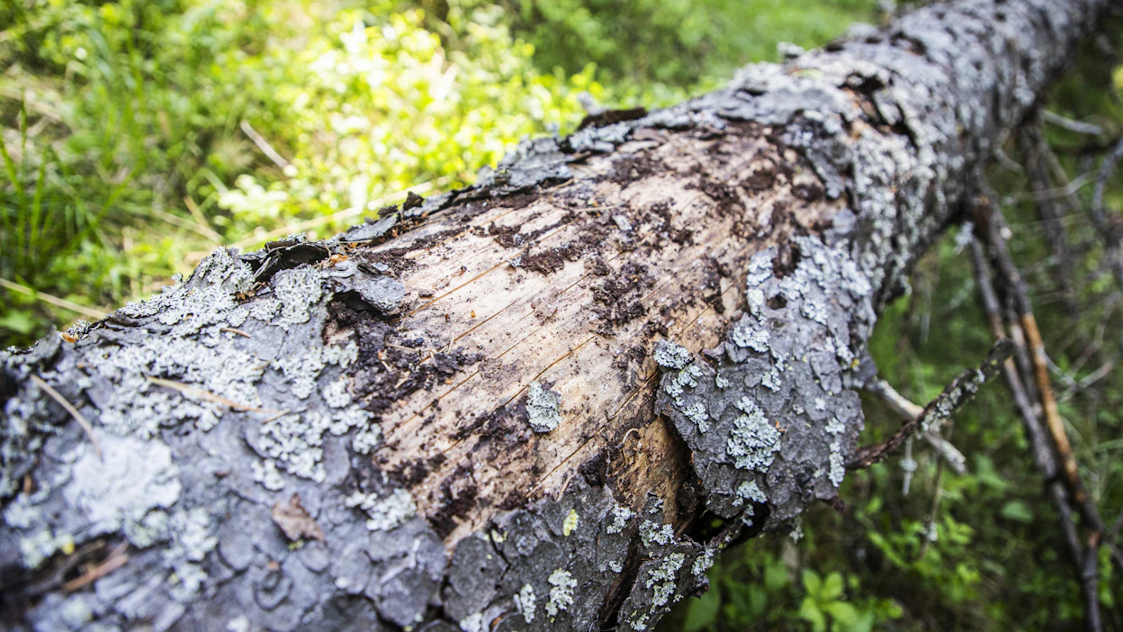 LähiTapiolasta kerrotaan, että hyönteistuhot ja niistä erityisesti kirjanpainajatuhot ovat selvästi kasvava trendi metsävakuutuskorvauksissa.