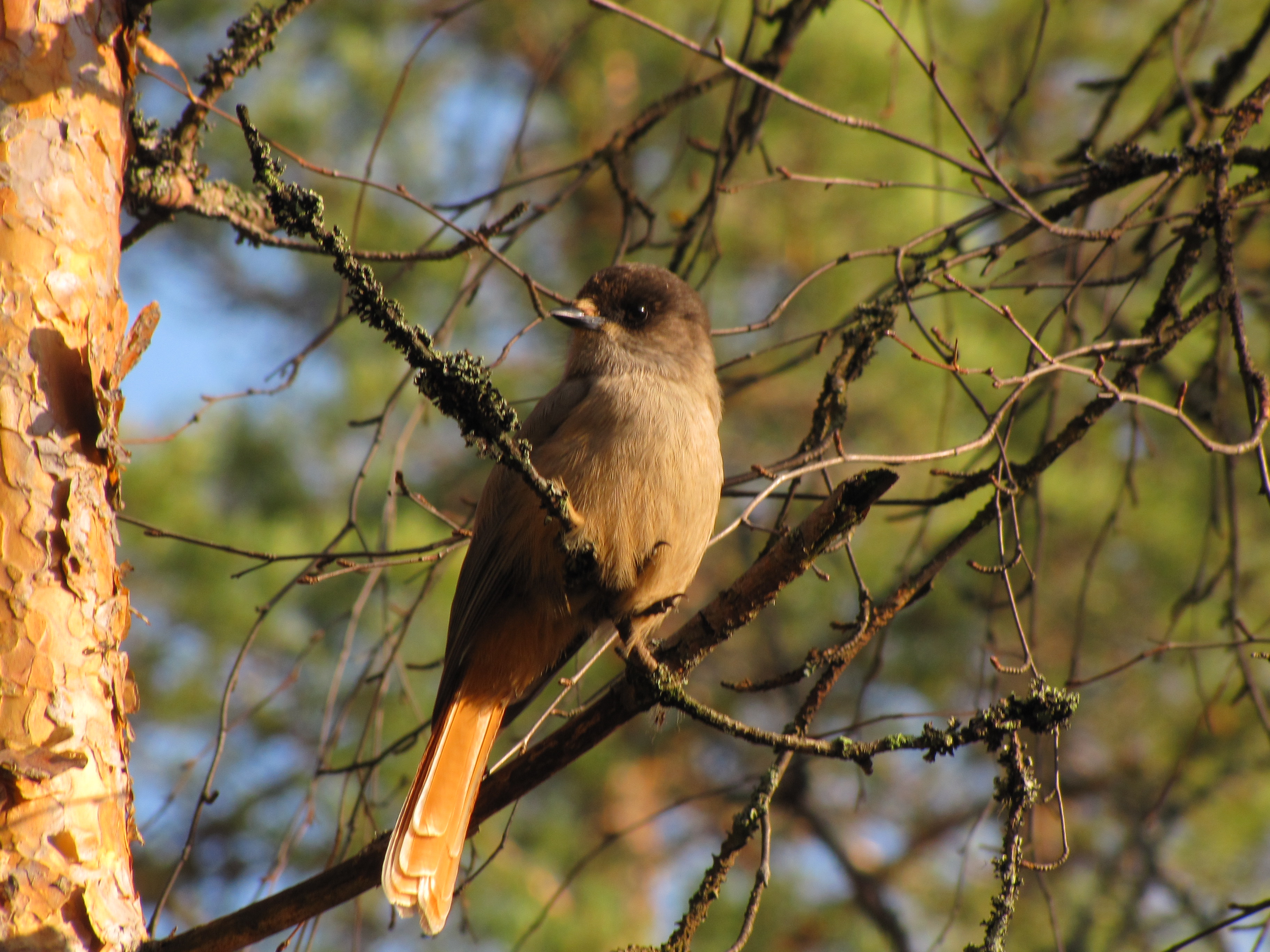 Ruotsin Luonnonsuojeluyhdistys on huolissaan muun muassa kuukkelin elinpiirin huomioimisesta hakkuissa.