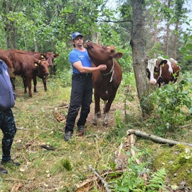 Virpi Laineen ja Pauli Mönkkösen maatilan nuorkarja viihtyy metsälaitumella. Tirlittan-hieho saa isännältä rapsutuksia.