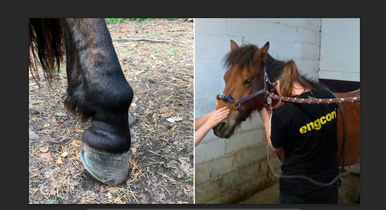 Kuvassa kyyn pureman tamman jalka. Käärme luikersi heinikosta metsäpolulle ja puri hevosta takajalan vuohiseen. Koko jalka turposi ylös asti ja paraneminen kesti viikkoja. Eläinlääkäri nesteytti ja hoiti kivulloista Elvira-tammaa kotitallilla kolmena päivänä kyynpureman jälkeen.