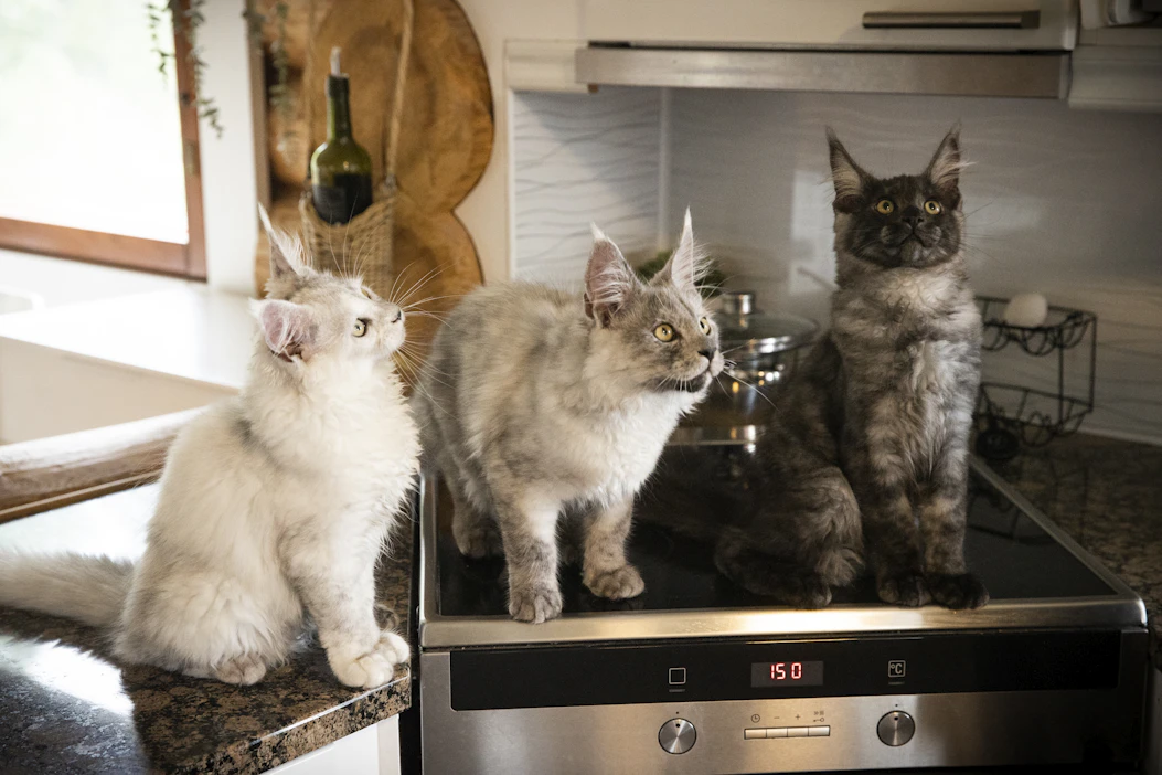 Niin rotukissojen kuin maatiaiskissojenkin hinnat ovat nousseet. Viimeisen viiden vuoden aikana maine coon -kasvattaja Paula Tontti on nostanut pentujen hintoja yhdeksän prosentin verran, mikä tarkoittaa alle parin sadan euron hinnan kasvua. Noston hän perustelee rahan arvon alenemisella ja yleisellä kulujen nousulla.