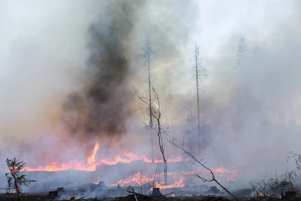 Ainaismetsävakuutuksia myönnettiin vuoteen 1962. Vuoteen 1971 asti myytiin ainaismetsäpalovakuutuksia.