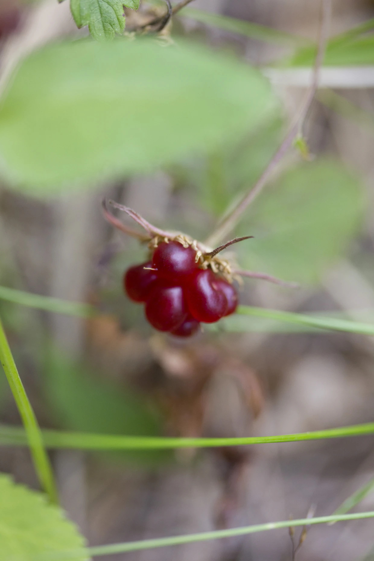 Mesimarja (Rubus arcticus) on harvinainen herkku, jonka poimintamääristä ei ole tilastoa.