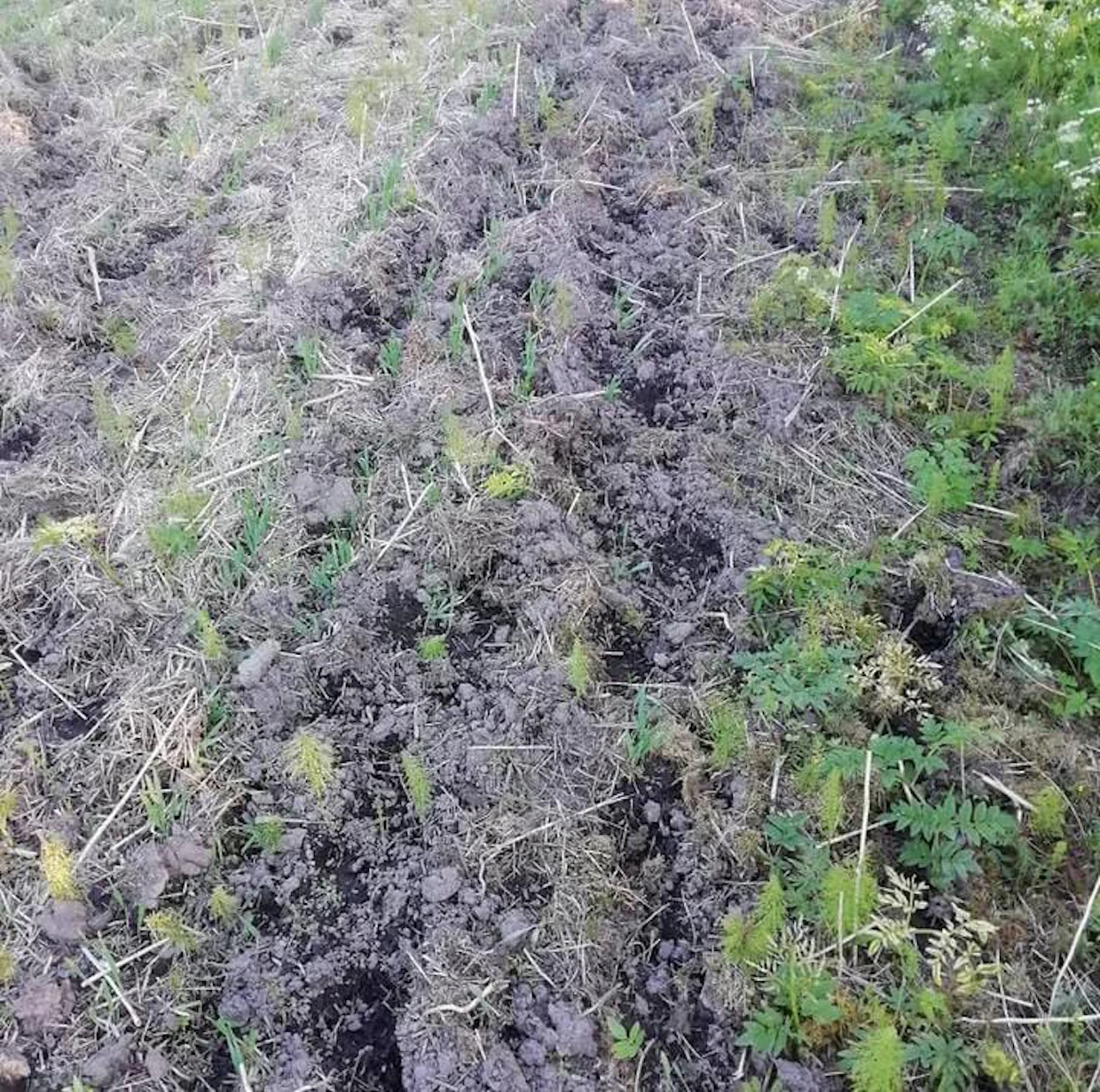 Villisian mylläämää peltoa.