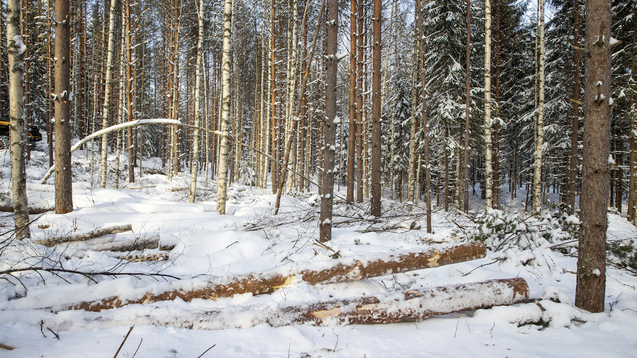 Metsäpalstojen pirstomista osituksessa kannattaa välttää, mutta tietyissä tilanteissa niiden jakaminen on aiheellista.