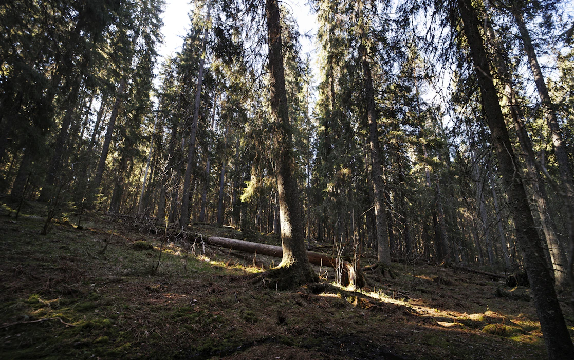 Päätöksenteon pohjaksi tarvittaisiin vankalla pohjalla olevaa tietoa vanhojen metsien suojelun vaikutuksista.