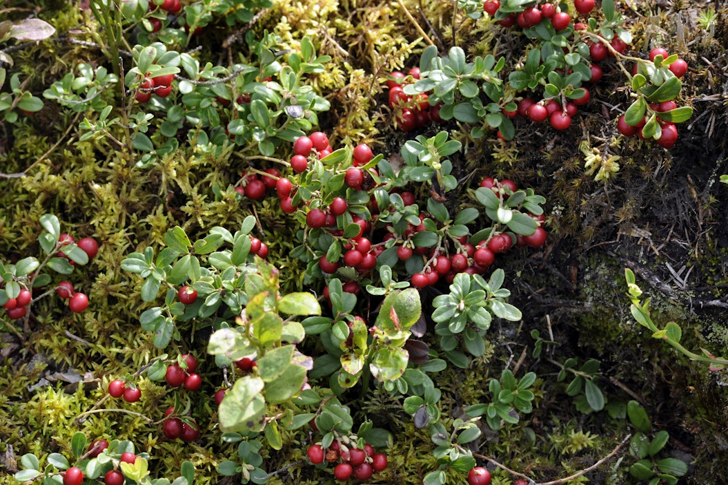 Tiistaina luvassa poutaa, yökin on lämmin.