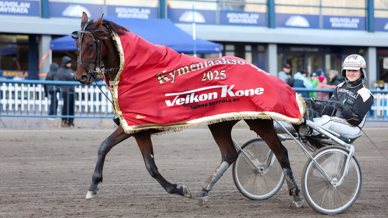 Shackhills Gambler voitti syksyllä kolmivuotiaitten lämminveristen Kymenlaakso-ajon. Ohjaksissa oli Tuukka Varis.