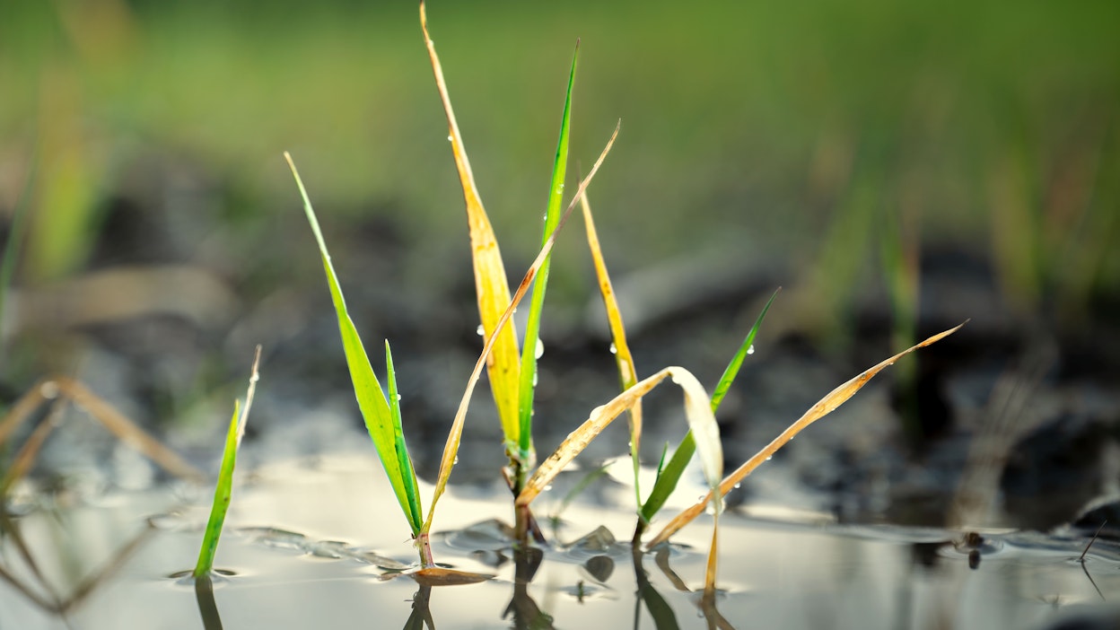 Viljakasvustot hukkuvat sateiden seurauksena.