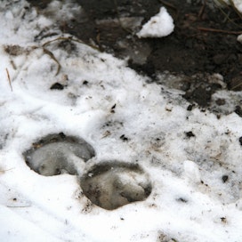 Ravitallilla tapahtunut ahdistelu aiheutti uhrille pitkäkestoisia psykosomaattisia oireita.
