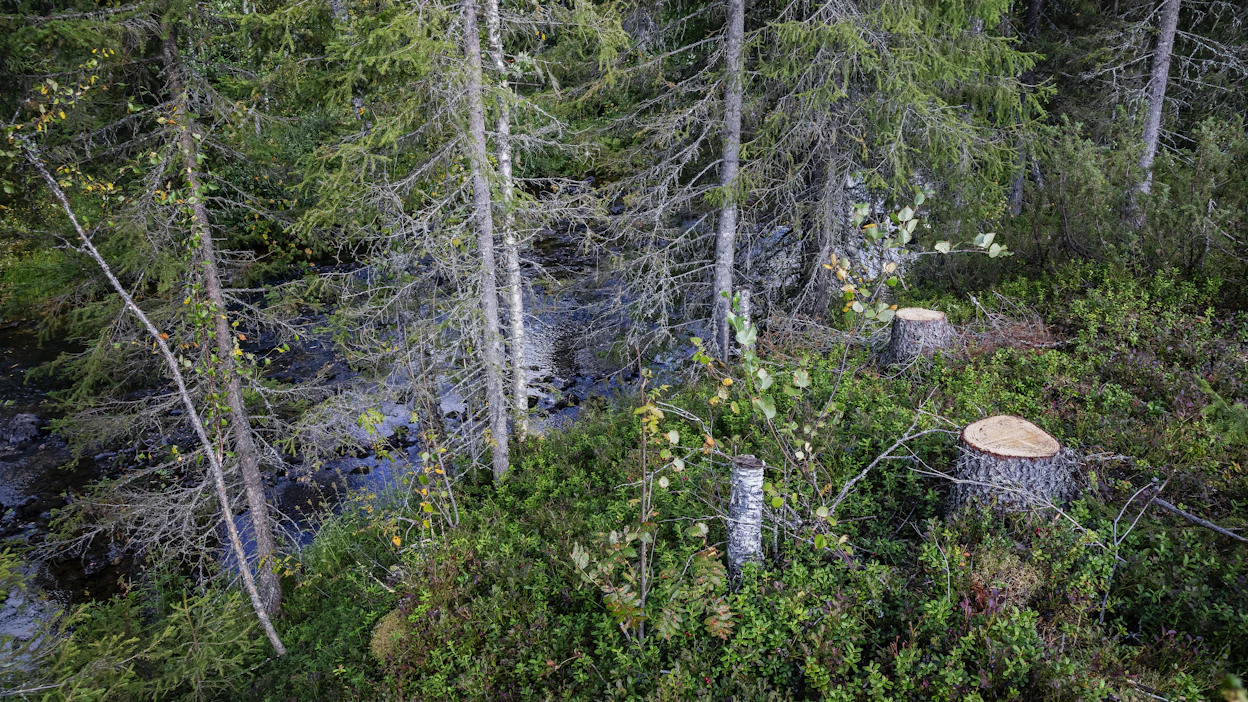 Suomussalmen Hukkajoen hakkuiden jälkeen metsäyhtiöt sitoutuivat 50 metrin suojavyöhykkeeseen raakkuvesistöjen rannoilla. Viranomaisten suositus on ollut 45 metsin suojavyöhyke.
