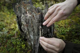 Ajankohtaisia metsäasioita EU:ssa ovat esimerkiksi biodiversiteettiä eli luonnon monimuotoisuutta parantava strategia ja osin vielä kesken olevat EU:n taksonomian säädökset.