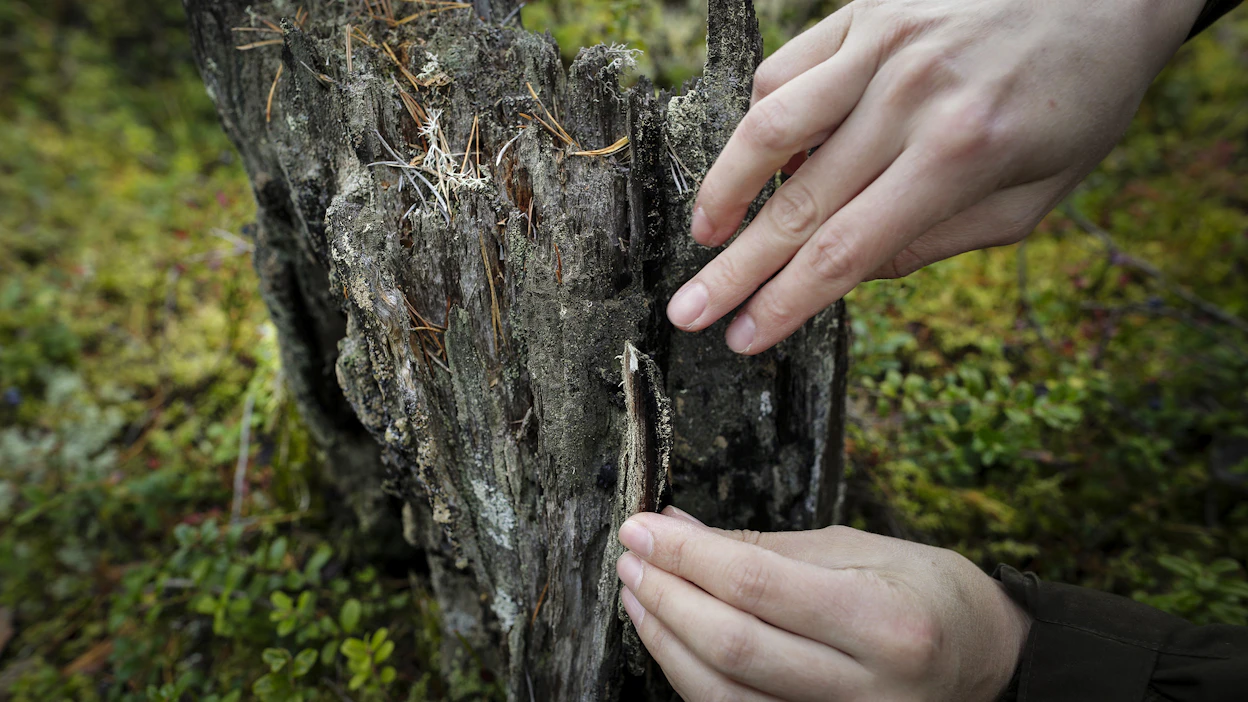 Ajankohtaisia metsäasioita EU:ssa ovat esimerkiksi biodiversiteettiä eli luonnon monimuotoisuutta parantava strategia ja osin vielä kesken olevat EU:n taksonomian säädökset.