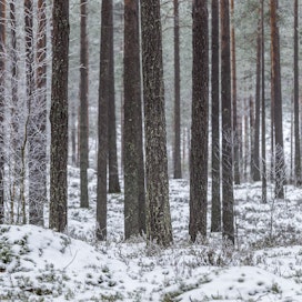 Suomessa puuston kasvu on hiipunut männyillä ja lehtipuilla, Ruotsissa taasen kuusella.