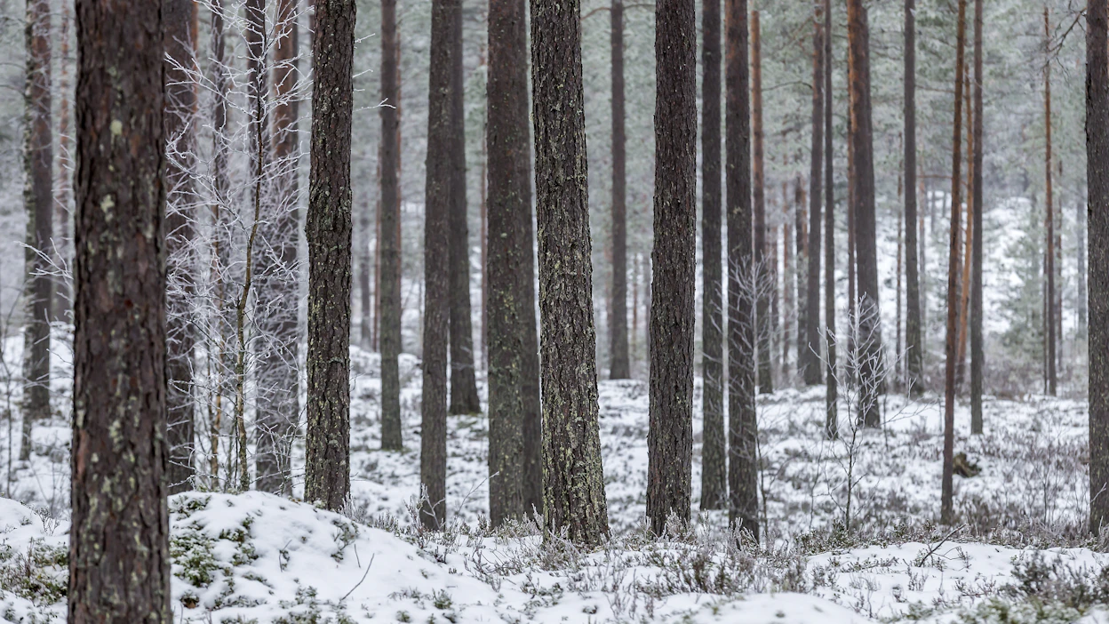 Suomessa puuston kasvu on hiipunut männyillä ja lehtipuilla, Ruotsissa taasen kuusella.