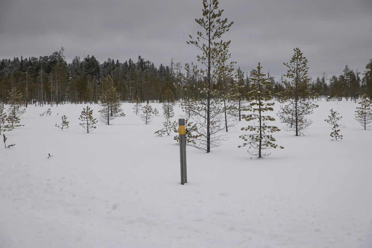 Kuhmon rajavyöhykkeellä sijaitsevat keltaraitaiset tolpat kertovat vyöhykkeen alkamisesta.